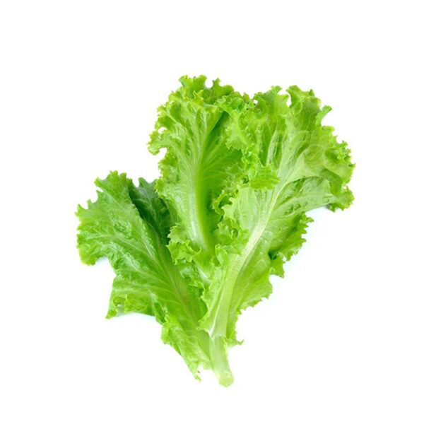 Lettuce Leaves - (سلاد پتّہ) 1 bunch